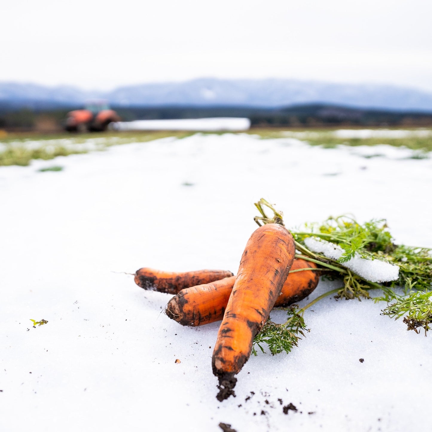 Nagaraハンディスープ 雪人参と甘夏のスムージースープ 5個セット（ギフティ）